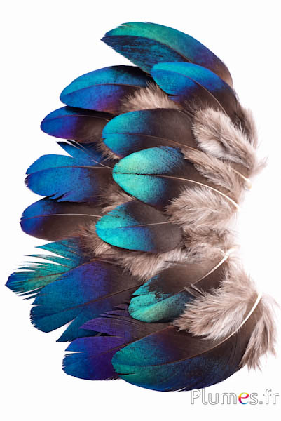 Fagiano Monal himalayano - 4-6 cm - verde blu metallizzato